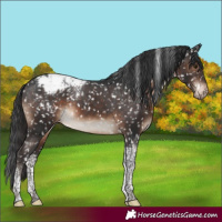 Horse Color:Brown Tobiano Appaloosa