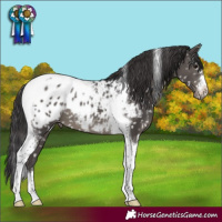 Horse Color:Smoky Black Tobiano Blanket