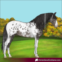 Horse Color:Smoky Black Tobiano Appaloosa