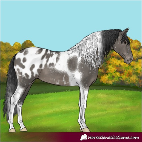 Horse Color:Grullo Tobiano Appaloosa 