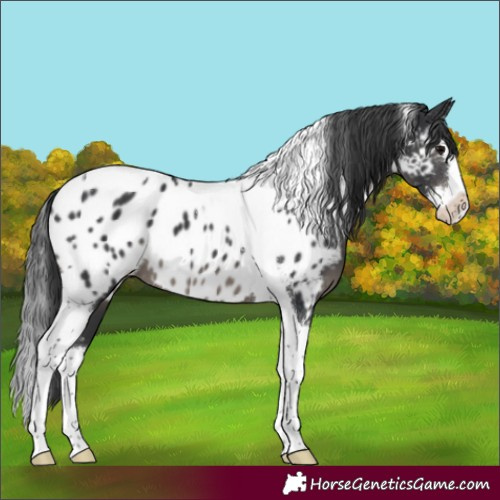 Horse Color:Black Splash Tobiano Appaloosa 