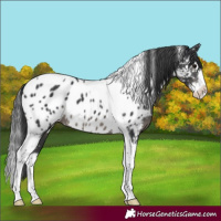 Horse Color:Black Splash Tobiano Near Leopard 
