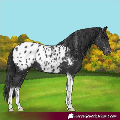 Horse Color:Black Tobiano Appaloosa 