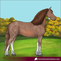 Horse Color:White Spotted Chestnut Sabino
