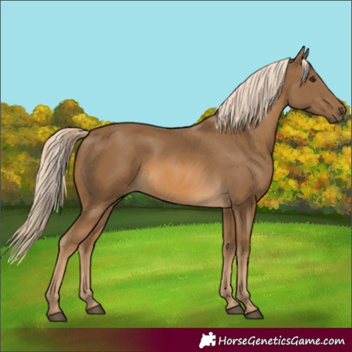 Horse Color:Chocolate Palomino 