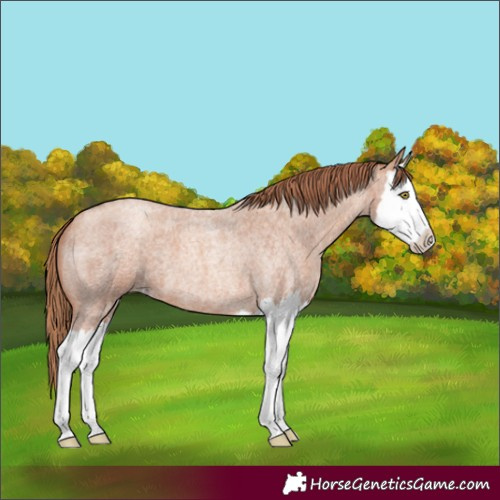 Horse Color:Gold Champagne Roan Splash 