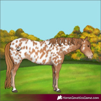 Horse Color:Chestnut Near Leopard