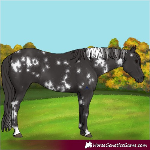 Horse Color:White Spotted Smoky Black 