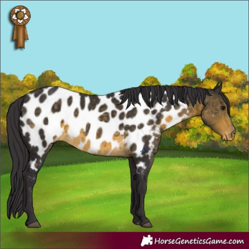 Horse Color:Buckskin Appaloosa 