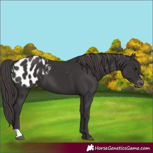 Horse Color:Smoky Black Appaloosa 