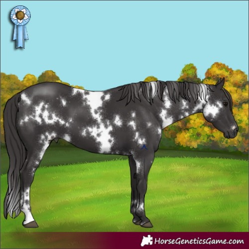Horse Color:White Spotted Smoky Black 