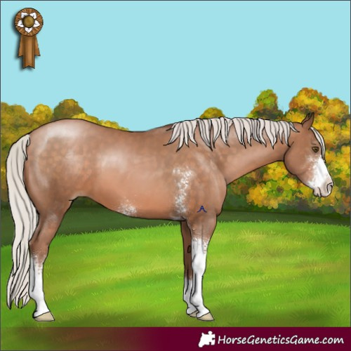 Horse Color:Silver Brown Pearl Sabino 