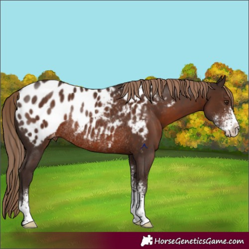 Horse Color:Liver Chestnut Sabino Appaloosa Rabicano 
