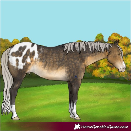 Horse Color:Silver Buckskin Appaloosa Rabicano 