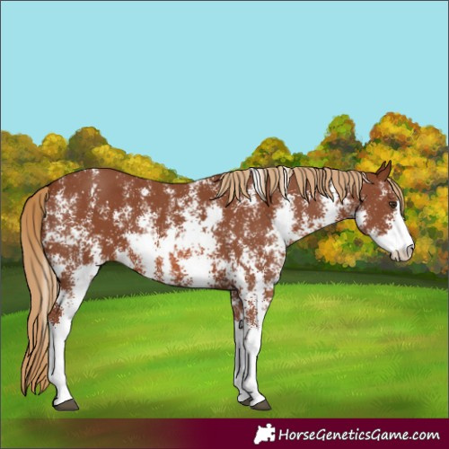 Horse Color:Chestnut Sabino 