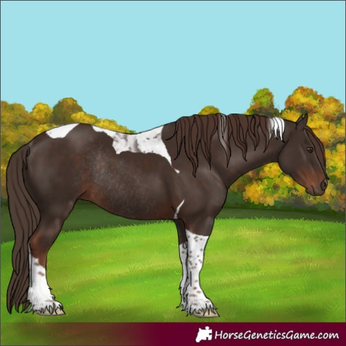 Horse Color:Liver Chestnut Tobiano Rabicano 