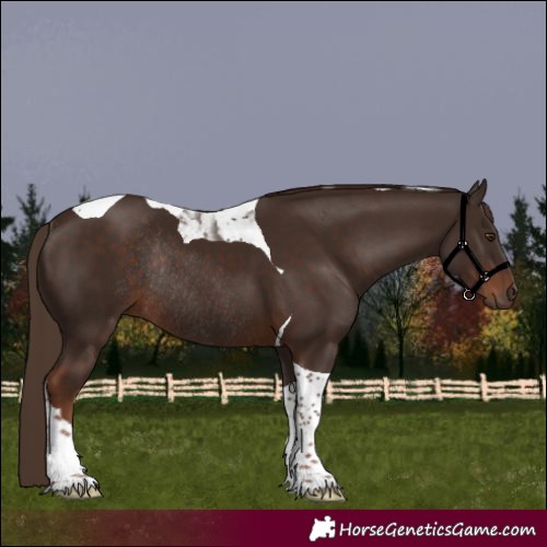 Horse Color:Liver Chestnut Tobiano Rabicano 