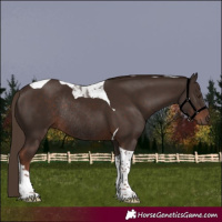Horse Color:Liver Chestnut Tobiano Rabicano
