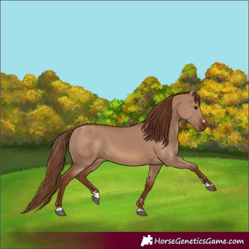 Horse Color:Red Dun 