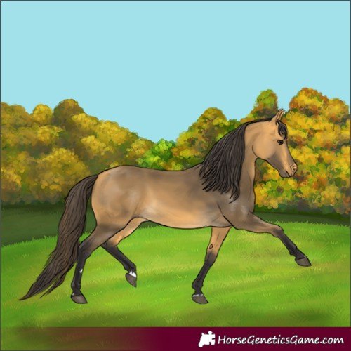 Horse Color:Buckskin