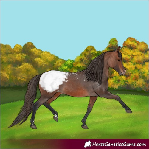 Horse Color:Bay Appaloosa 