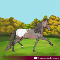 Horse Color:Bay Appaloosa 