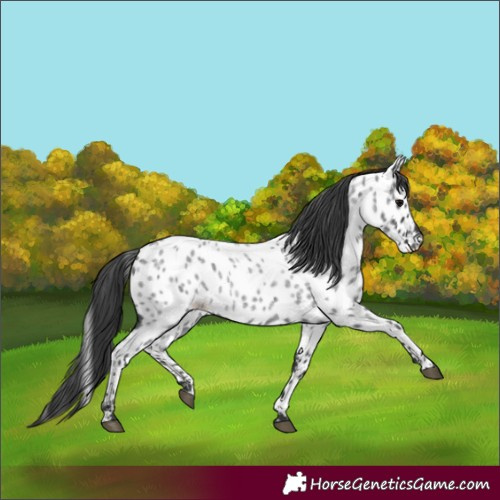 Horse Color:Blue Roan Appaloosa 