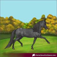 Horse Color:Black Appaloosa Rabicano 