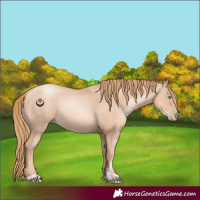Horse Color:Gold Champagne Pearl Rabicano  and Gold Champagne Pearl Rabicano 