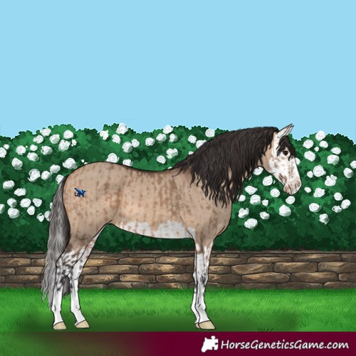 Horse Color:Bay Dun  and Bay Dun Splash 