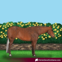 Horse Color:Bay Rabicano  and Silver Bay Rabicano 