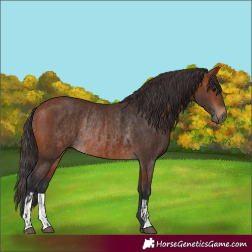 Horse Color:Brown Rabicano  and Bay Rabicano 