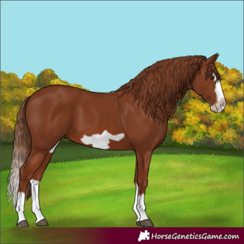 Horse Color:Chestnut Splash Frame 