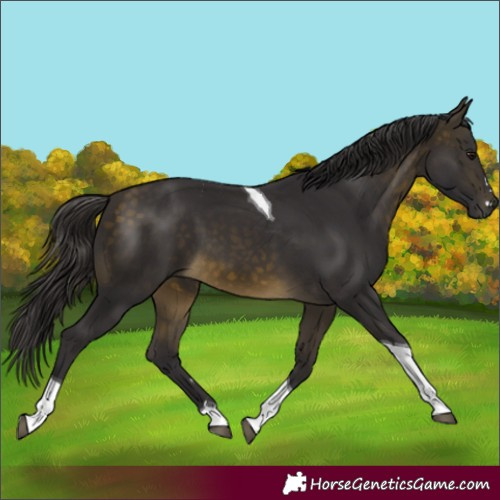 Horse Color:Buckskin Tobiano 