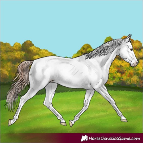 Horse Color:Liver Chestnut Sabino Splash Appaloosa