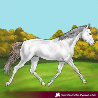 Horse Color:Liver Chestnut Sabino Splash Appaloosa 