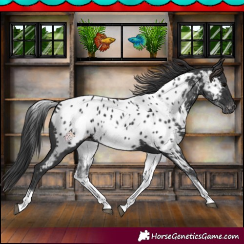 Horse Color:White Spotted Black Near Leopard 