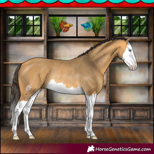 Horse Color:Buckskin Splash Rabicano 