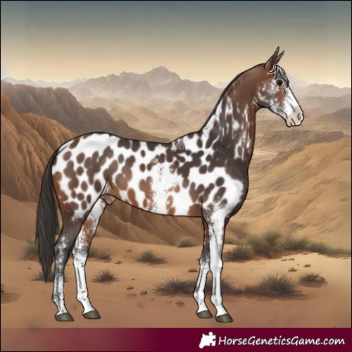 Horse Color:Brown Sabino Near Leopard 