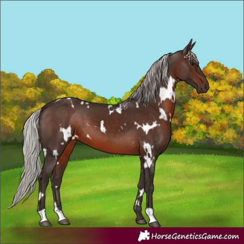 Horse Color:White Spotted Silver Brown 