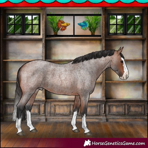 Horse Color:Bay Roan Splash