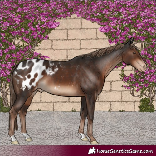 Horse Color:Liver Chestnut Blanket 
