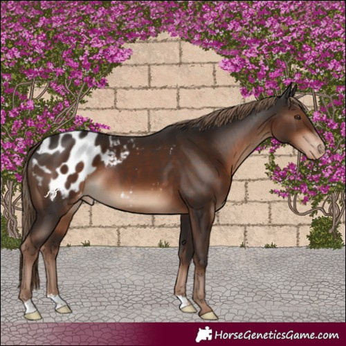 Horse Color:Liver Chestnut Appaloosa 