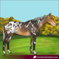 Horse Color:White Spotted Silver Buckskin Appaloosa Rabicano