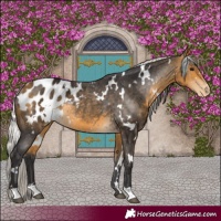 Horse Color:White Spotted Silver Buckskin Blanket Rabicano