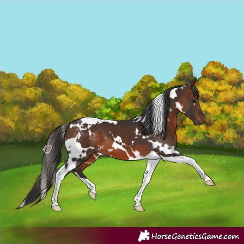 Horse Color:White Spotted Brown Tobiano 