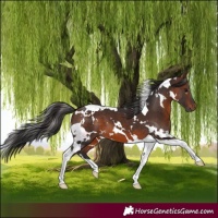Horse Color:White Spotted Brown Tobiano