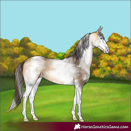 Horse Color:White Spotted Buckskin Splash 