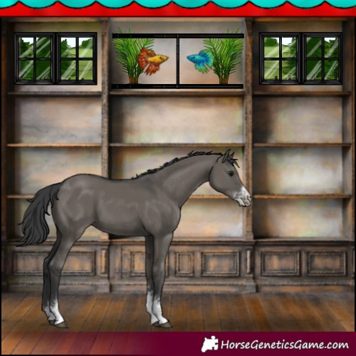 Horse Color:Grullo Sabino