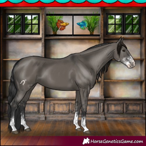 Horse Color:Grullo Sabino